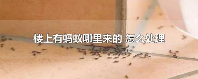 楼上有蚂蚁哪里来的（怎么处理）