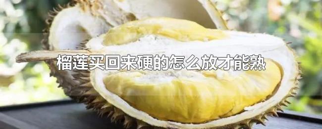 榴莲买回来硬的怎么放才能熟 榴莲买回来硬的怎么放才能熟