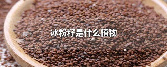冰粉籽是什么植物 冰粉籽是什么植物