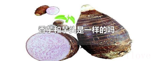 香芋和芋头是一样的吗 香芋和芋头是一样的吗