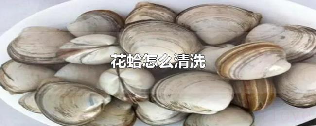 花蛤怎么清洗 花蛤怎么清洗