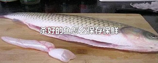 杀好的鱼怎么保存保鲜 杀好的鱼怎么保存保鲜