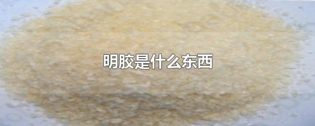 明胶是什么东西 明胶是什么东西
