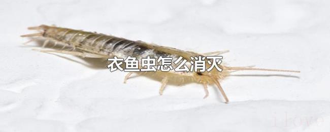 衣鱼虫怎么消灭 衣鱼虫怎么消灭