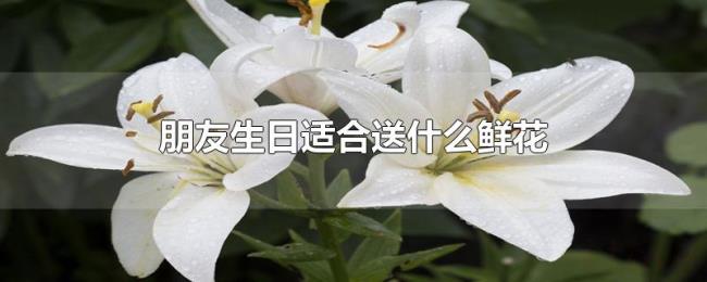 朋友生日适合送什么鲜花