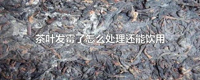 茶叶发霉了怎么处理还能饮用 茶叶发霉了怎么处理还能饮用