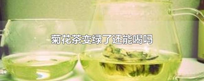 菊花茶变绿了还能喝吗