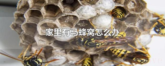 家里有马蜂窝怎么办 家里有马蜂窝怎么办