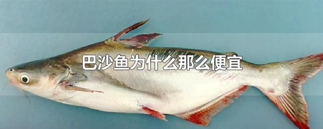 巴沙鱼为什么那么便宜 巴沙鱼为什么那么便宜