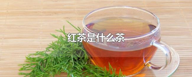 红茶是什么茶 红茶是什么茶