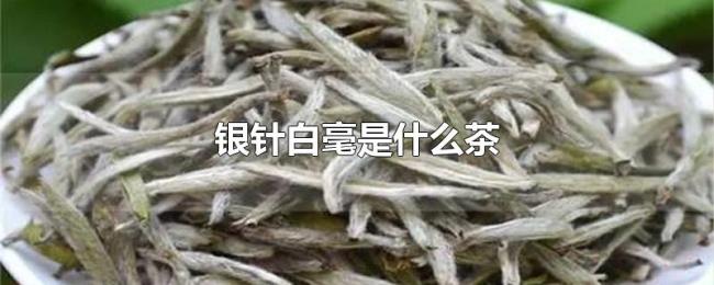 银针白毫是什么茶 银针白毫是什么茶