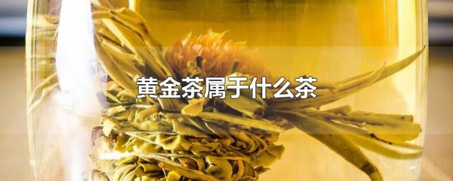 黄金茶属于什么茶 黄金茶属于什么茶
