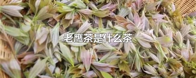 老鹰茶是什么茶 老鹰茶是什么茶
