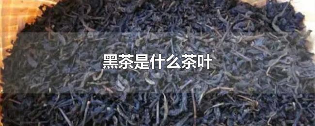 黑茶是什么茶叶 黑茶是什么茶叶