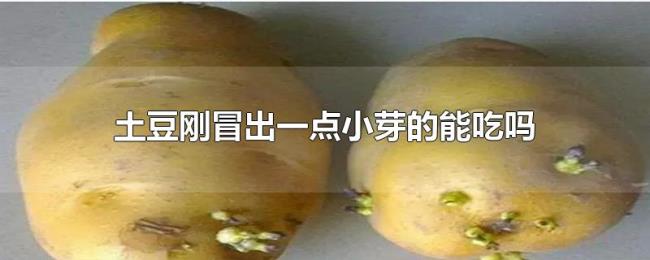 土豆刚冒出一点小芽的能吃吗 土豆刚冒出一点小芽的能吃吗
