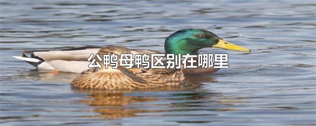 公鸭母鸭区别在哪里 公鸭母鸭区别在哪里