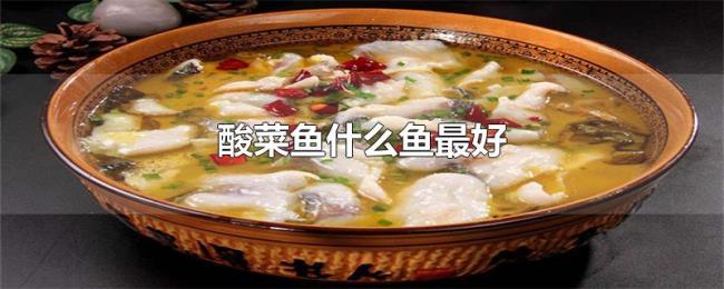 酸菜鱼什么鱼最好