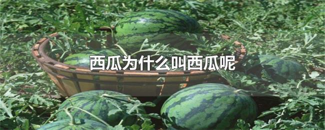 西瓜为什么叫西瓜呢 西瓜为什么叫西瓜呢