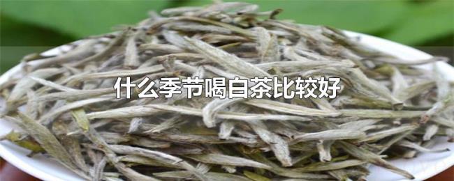 什么季节喝白茶比较好