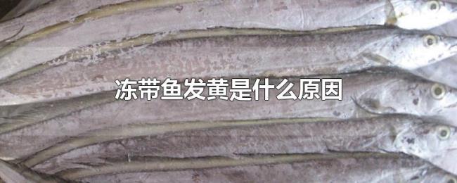 冻带鱼发黄是什么原因