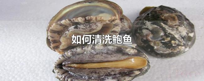 如何清洗鲍鱼 如何清洗鲍鱼