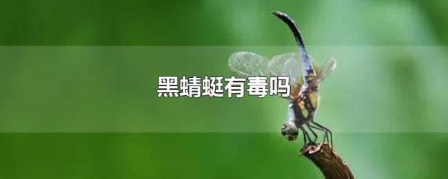 黑蜻蜓有毒吗
