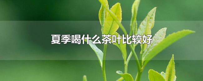 夏季喝什么茶叶比较好