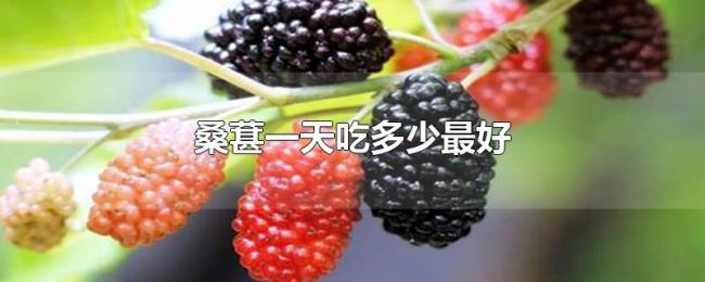 桑葚一天吃多少最好