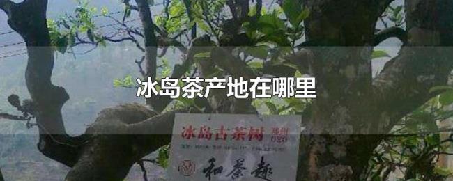 冰岛茶产地在哪里