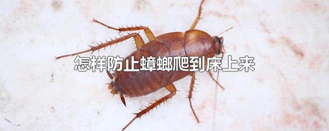 怎样防止蟑螂爬到床上来