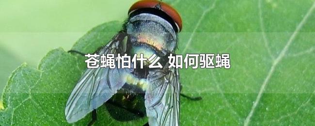 苍蝇怕什么(如何驱蝇) 苍蝇怕什么(如何驱蝇)