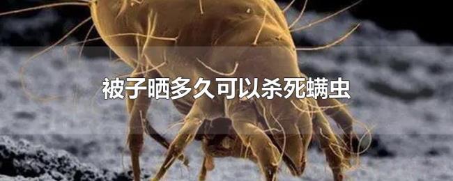 被子晒多久可以杀死螨虫 被子晒多久可以杀死螨虫