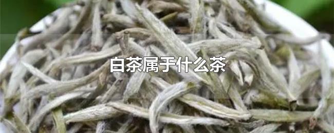 白茶属于什么茶