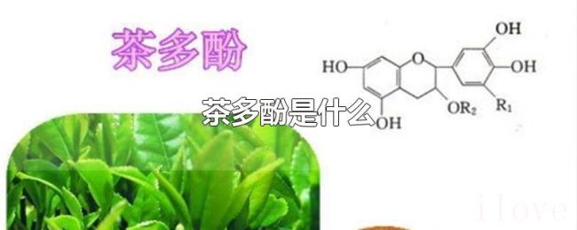 茶多酚是什么