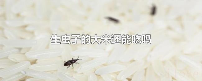生虫子的大米还能吃吗
