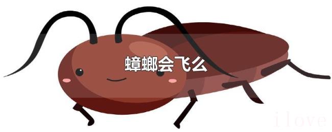 蟑螂会飞么 蟑螂会飞么