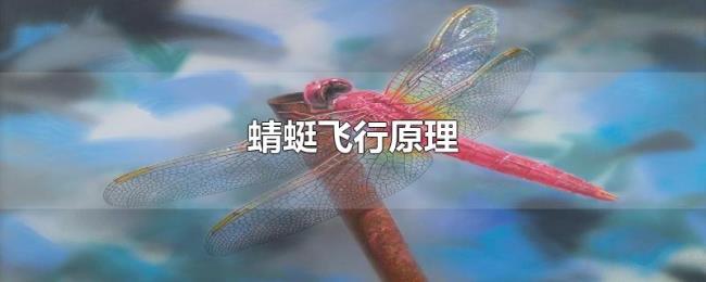 蜻蜓飞行原理