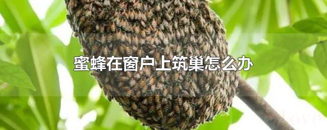 蜜蜂在窗户上筑巢怎么办