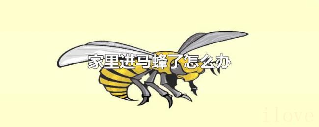 家里进马蜂了怎么办 家里进马蜂了怎么办