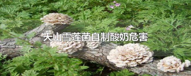 天山雪莲菌自制酸奶危害