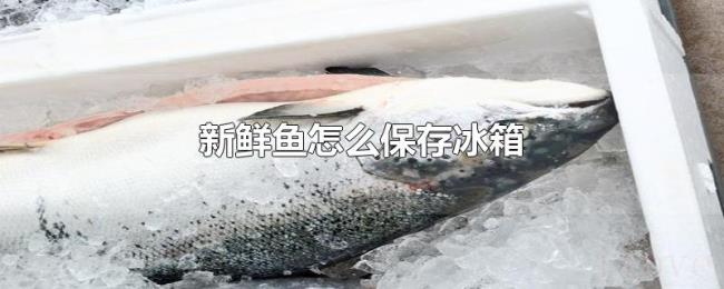 新鲜鱼怎么保存冰箱 新鲜鱼怎么保存冰箱
