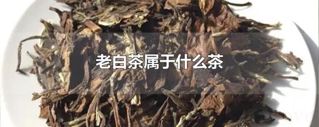 老白茶属于什么茶