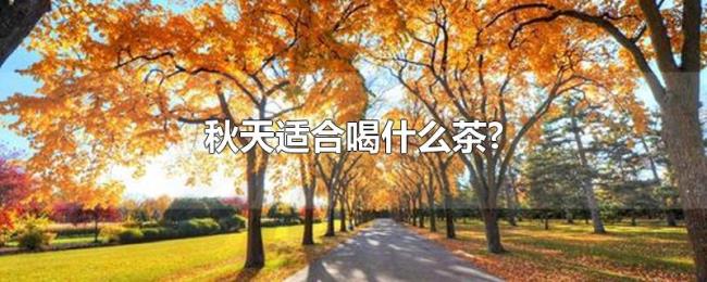 秋天适合喝什么茶?
