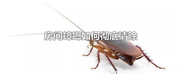 房间蟑螂如何彻底清除 房间蟑螂如何彻底清除