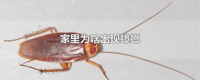 家里为啥出现蟑螂 家里为啥出现蟑螂