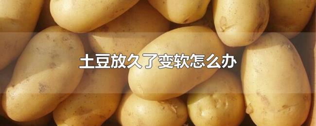 土豆放久了变软怎么办