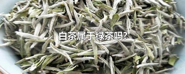白茶属于绿茶吗?