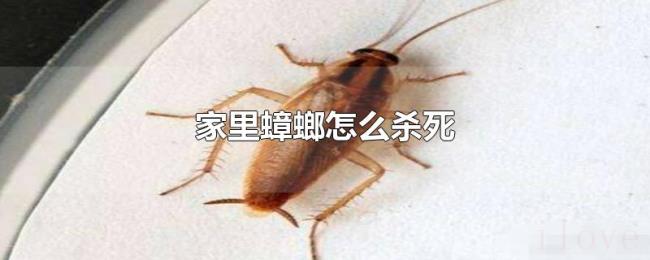 家里蟑螂怎么杀死 家里蟑螂怎么杀死