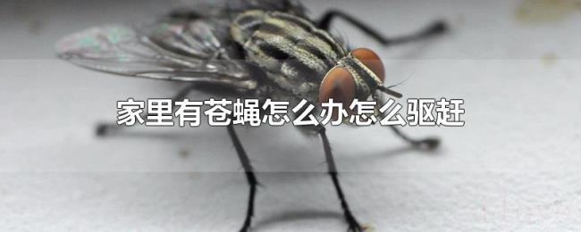 家里有苍蝇怎么办怎么驱赶 家里有苍蝇怎么办怎么驱赶