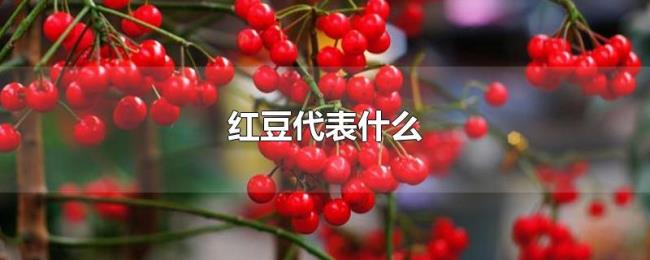 红豆代表什么 红豆代表什么